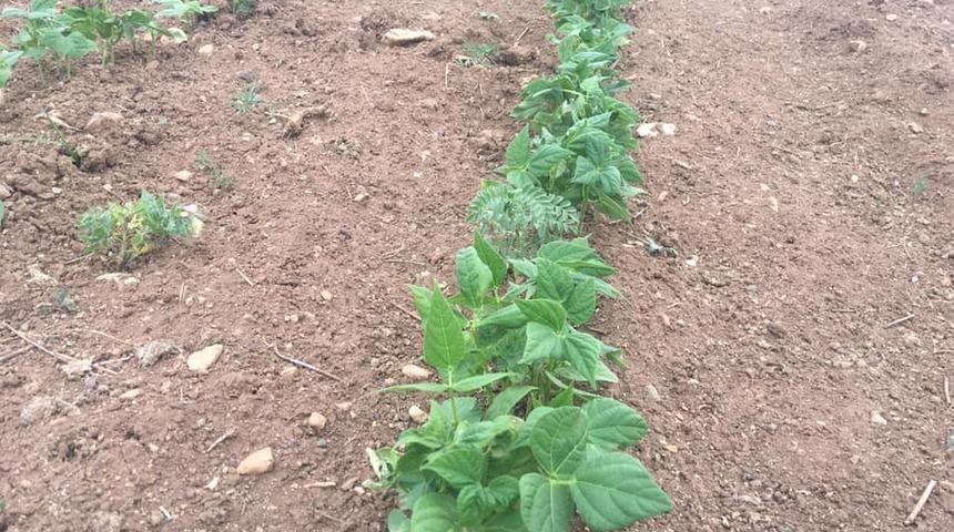 Aydıntepe’de dondan etkilenmeyen yeni fasulye türü geliştiriliyor