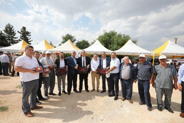 Gaziantep’te 2’nci kiraz hasat şenliği düzenlendi