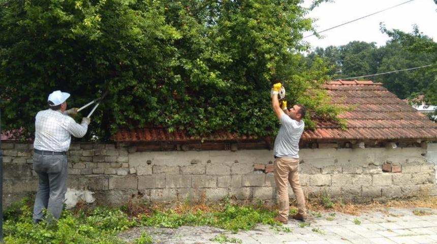 Düzce’de kaldırıma taşan bitkiler budanıyor