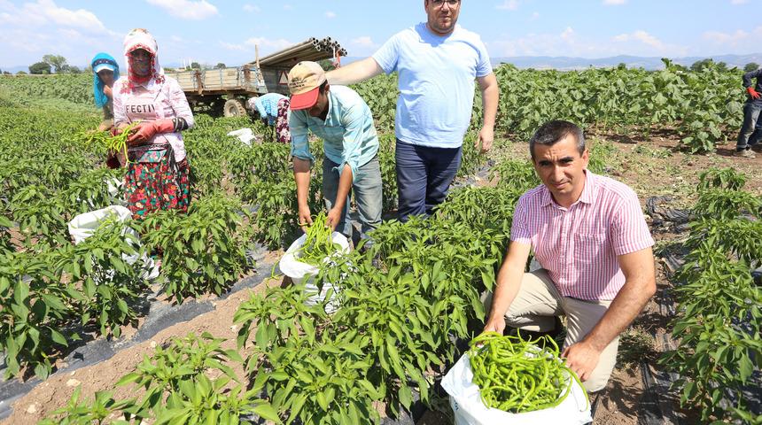 Yenişehir Ovası'nda biber hasadı başladı