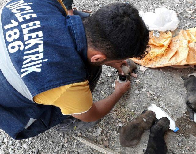 Yavru köpekler Dicle Elektrik ekibi sayesinde kurtuldu