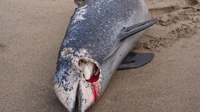 Ölü yunus, sahile vurdu