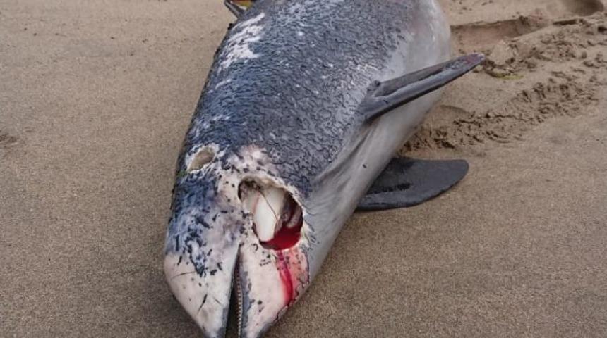 &Ouml;l&uuml; yunus, sahile vurdu