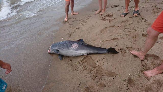İnkumu’nda ölü yunus sahile vurdu