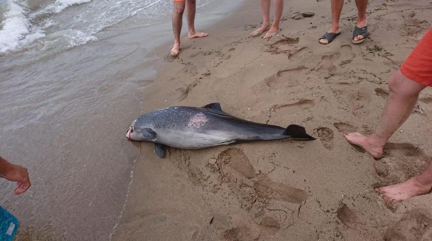 İnkumu&rsquo;nda &ouml;l&uuml; yunus sahile vurdu