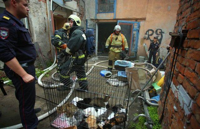 Rusya’da barınakta yangın: 300’den fazla kedi kurtarıldı