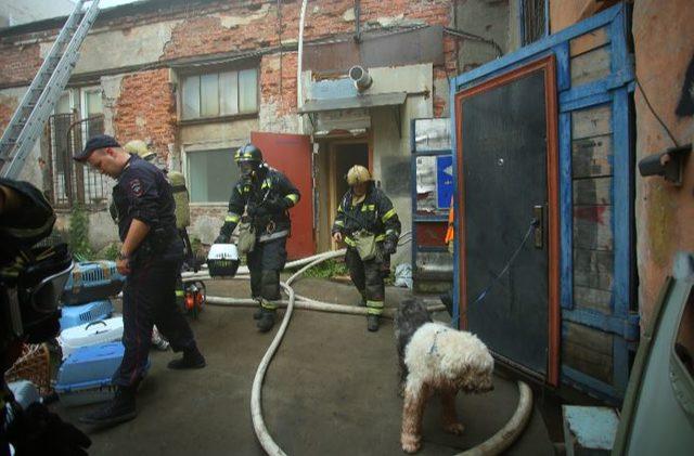 Rusya’da barınakta yangın: 300’den fazla kedi kurtarıldı