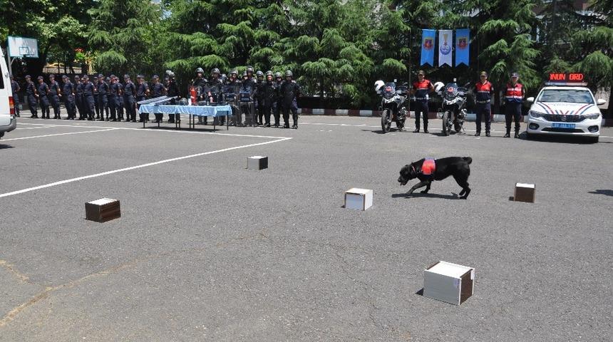 Dedektör köpekler hünerlerini sergiledi