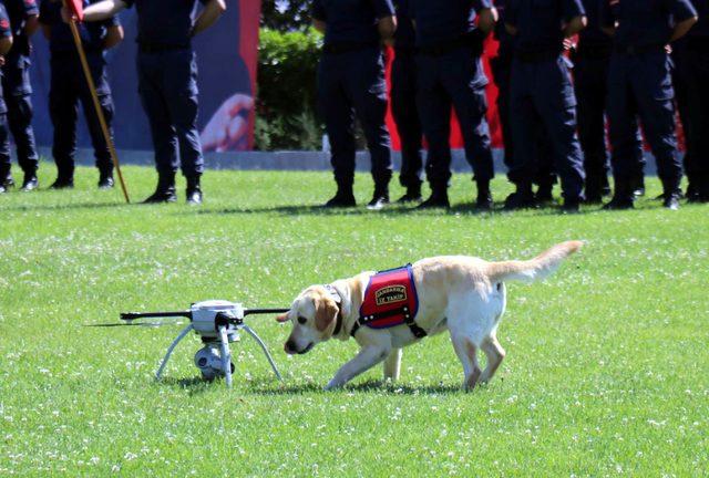 Jandarmanın dedektör köpeklerinin gösterisi ilgi çekti