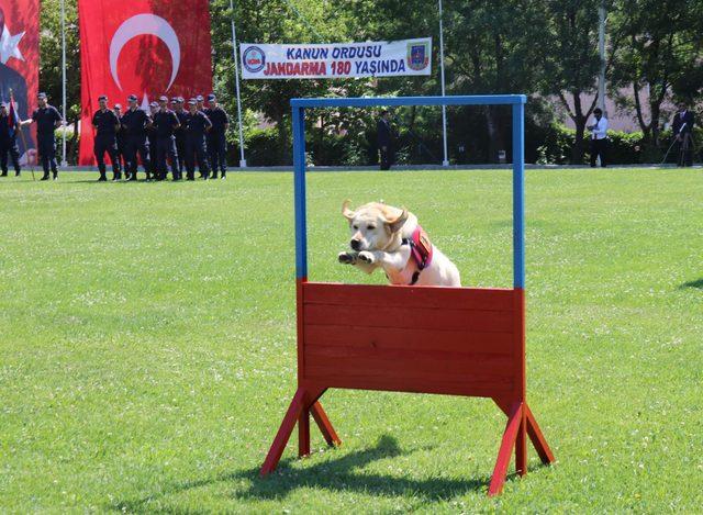 Jandarmanın dedektör köpeklerinin gösterisi ilgi çekti