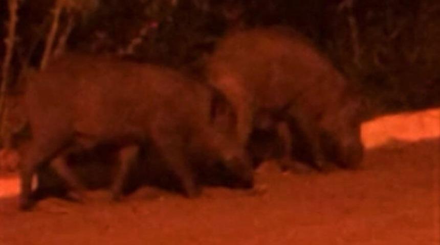 Kent merkezine indiler! Mahallede büyük korku