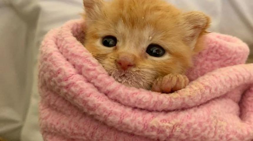 Bu insanlar kedilerini bebekleri sanıyor!