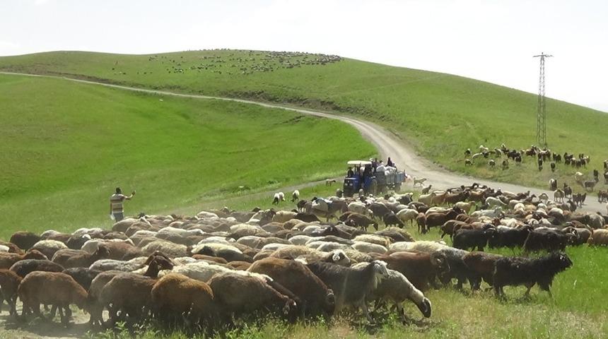 Muş’ta yaylalar şenlenmeye başladı