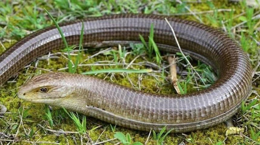 (&Ouml;zel) Bursa&rsquo;da oluklu kertenkele şoku