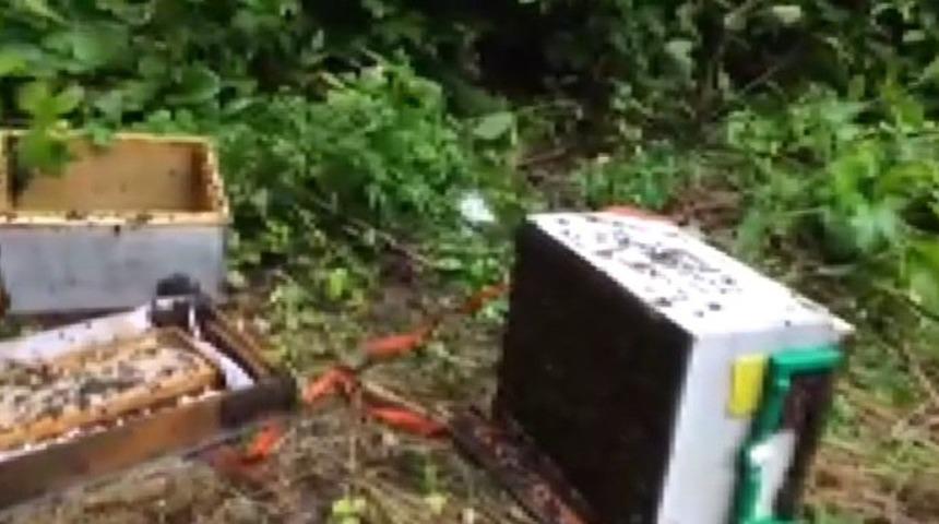 A&ccedil; kalan ayı arı kovanlarına saldırdı