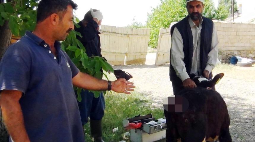 Sokak köpekleri iki buzağının kuyruğunu kökünden kopardı