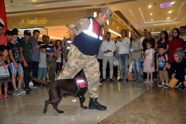 Jandarmadan silah sergisi ve eğitimli köpek gösterisi