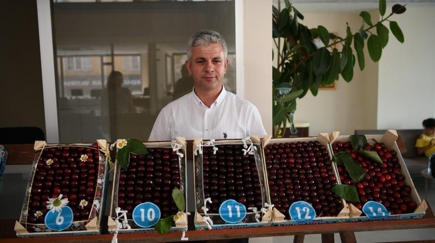 Lapseki’de ’34. Kiraz Yarışması’ yapıldı