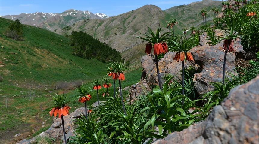 Tunceli'de ters laleler jandarma korumasında