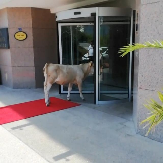 Otelin kapısına kadar gelen inek, içeri sokulmadı - Yeniden