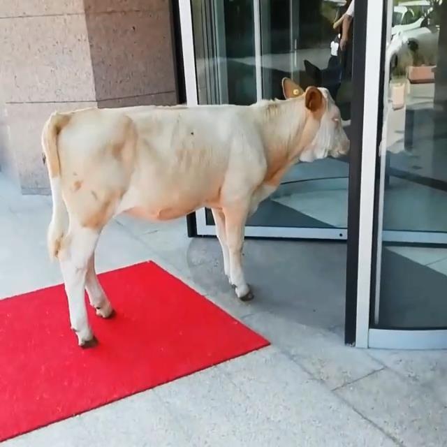 Otelin kapısına kadar gelen inek, içeri sokulmadı - Yeniden
