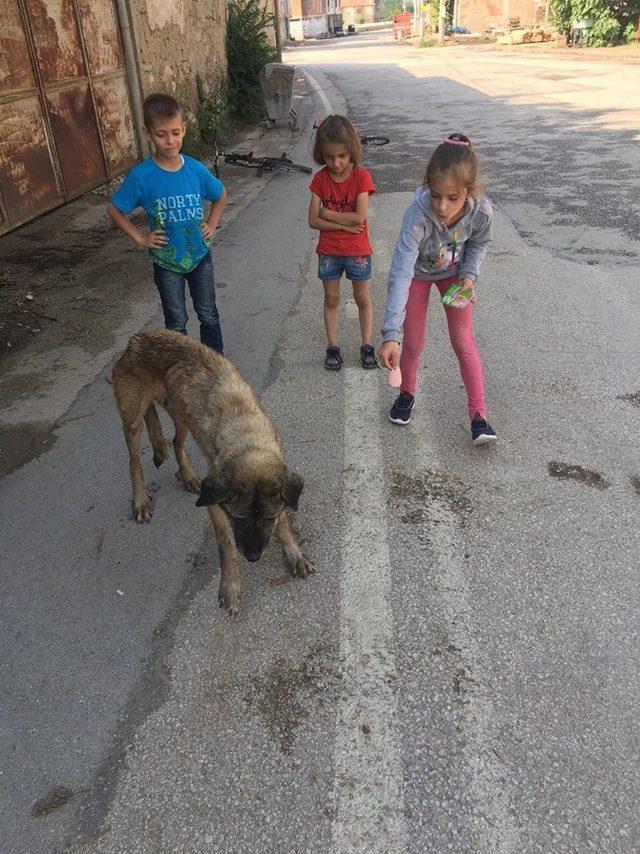 Yaralı köpeğe önce çocuklar, sonra belediye sahip çıktı
