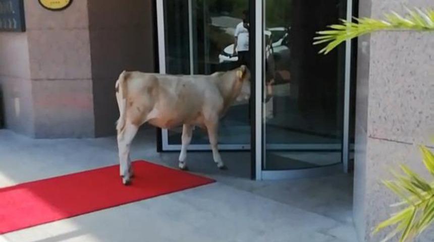 İnek, otelin kapasından &ccedil;evrildi: Burası sana g&ouml;re değil