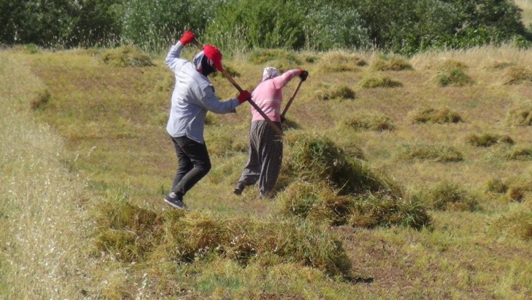 Gerc&uuml;ş&rsquo;te mercimek hasadı başladı