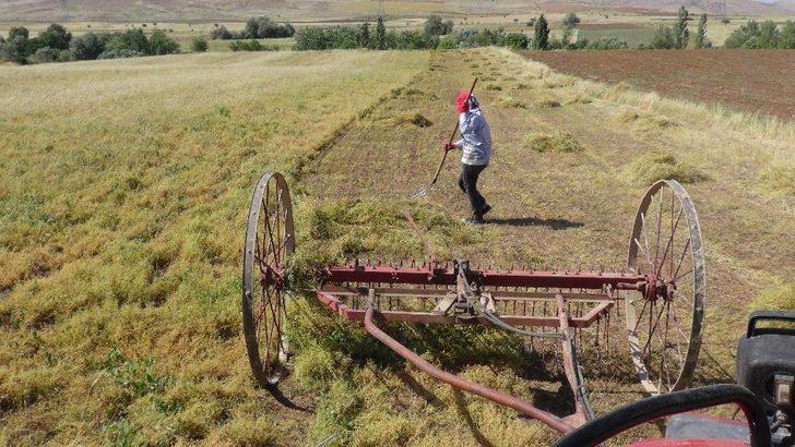 Gercüş’te mercimek hasadı başladı G2