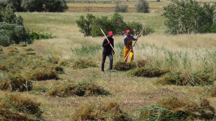 Gercüş’te mercimek hasadı başladı G3