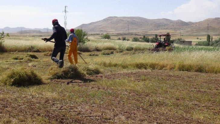 Gercüş’te mercimek hasadı başladı G4