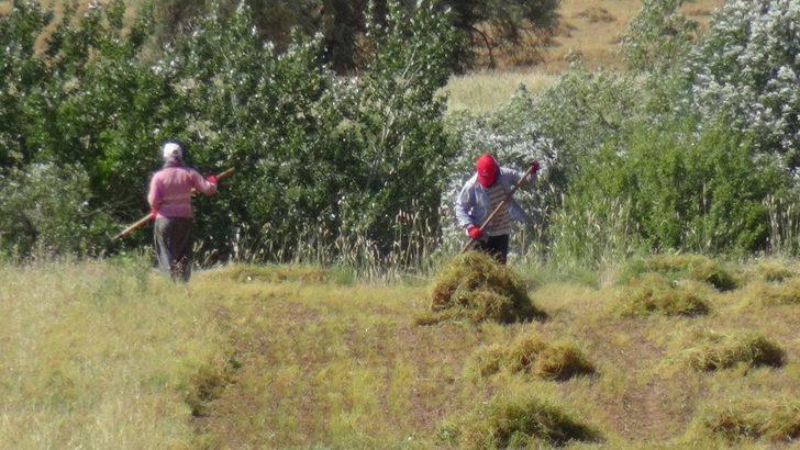 Gercüş’te mercimek hasadı başladı G5