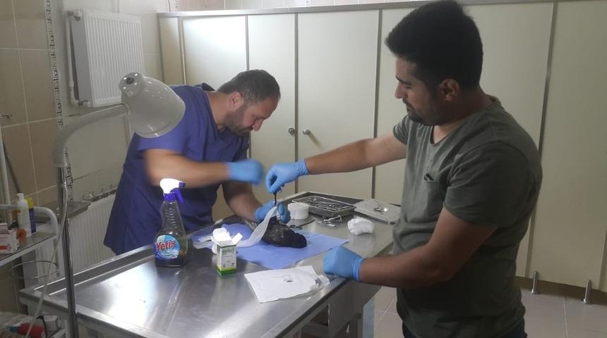 Veteriner ekibi yaralı karga i&ccedil;in harekete ge&ccedil;ti