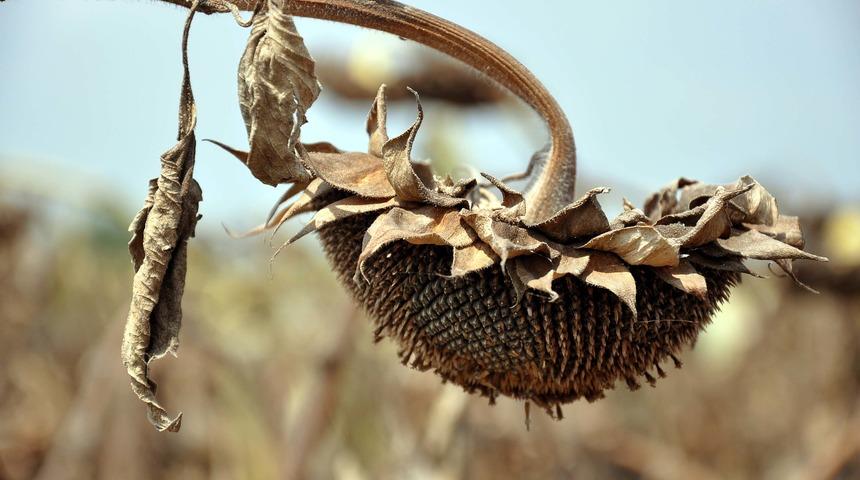 &Ccedil;&ouml;lleşme ve kuraklık uyarısı; Arazilerin y&uuml;zde 47'si &ccedil;&ouml;lleşme riski altında