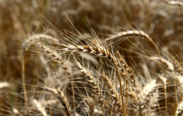 'Buğday verimi tahmin edilenin altında'