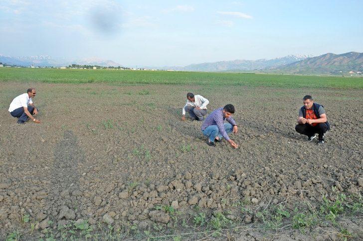 Yüksekova’da çekirge istilası G2
