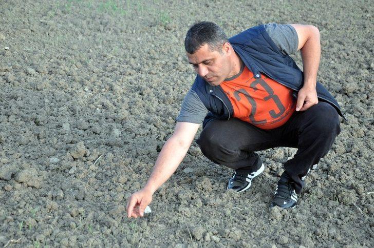 Yüksekova’da çekirge istilası G3