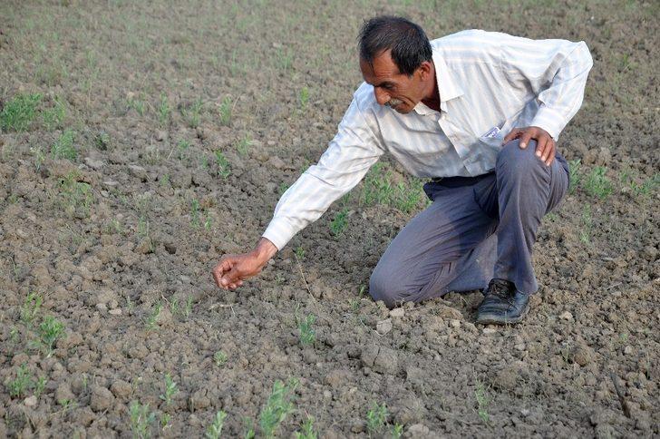 Yüksekova’da çekirge istilası G4