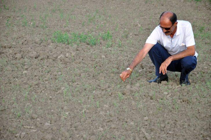 Yüksekova’da çekirge istilası G5