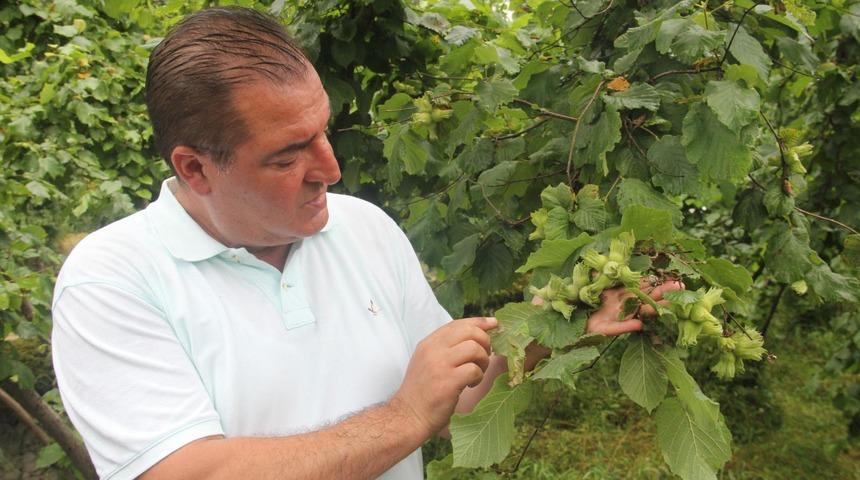 Fındık üreticisine 'külleme' uyarısı