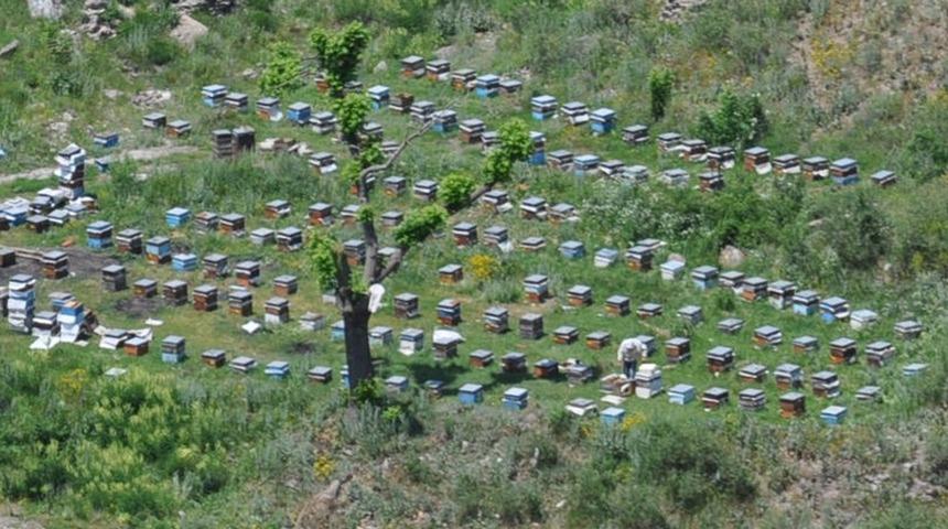Arıcılar Kars’a gelmeye başladı