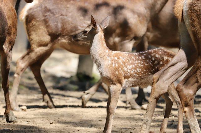 Ormanya’da yaban hayvan popülasyonu artıyor