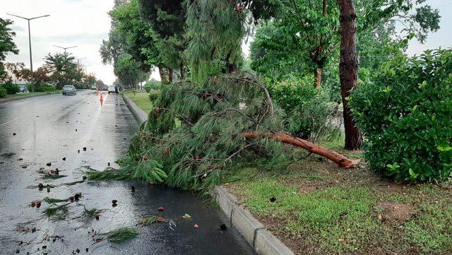 Sağanak ağaçları ve elektrik direklerini devirdi