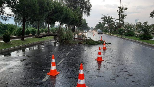 Sağanak ağaçları ve elektrik direklerini devirdi