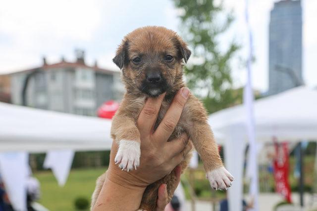 Maltepe'de sokak hayvanları için el ele verildi