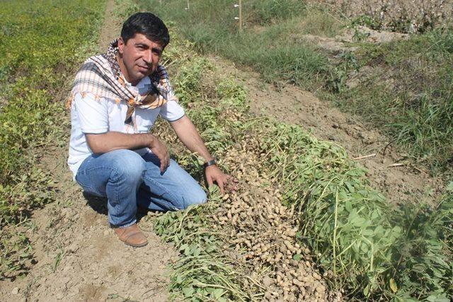 Sağanak yağış Koçarlı Ovası’na zarar verdi