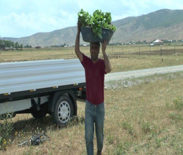 Muş’ta tütün ekim mevsimi başladı