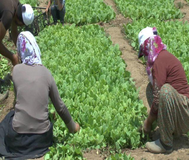 Muş’ta tütün ekim mevsimi başladı