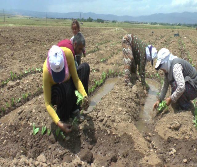 Muş’ta tütün ekim mevsimi başladı