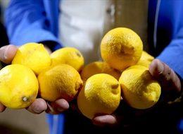 Üretici  ve market fiyatları arasında uçurum: Yüzde 634,4 farkla rekor limonda!